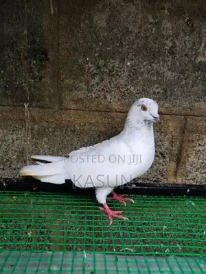 Pigeons
