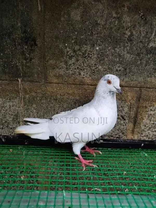 Pigeons