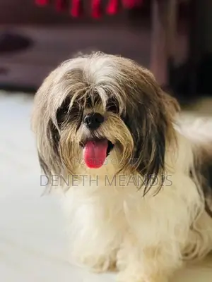 Shih tzu