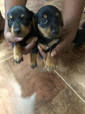 Dachshund puppies for sale