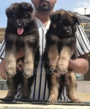 German shepherd long coat puppies