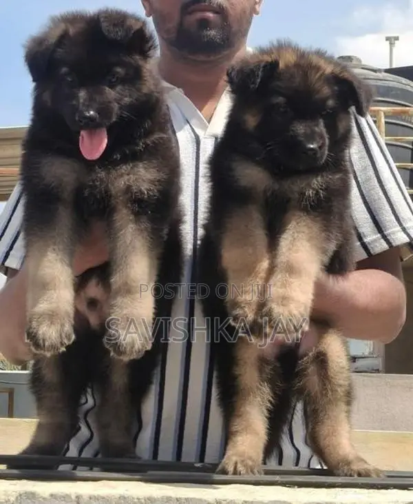 German shepherd long coat puppies