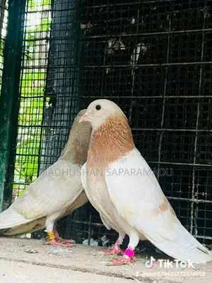 pigeons