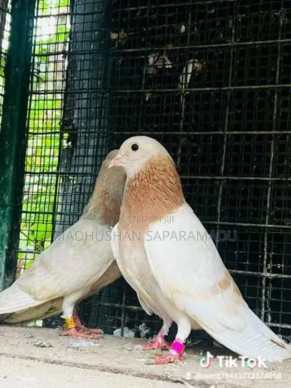 pigeons