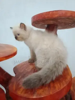Himalayan persian
