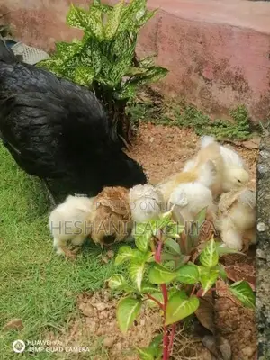 brahama pataw