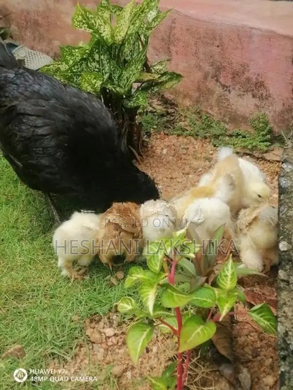 brahama pataw