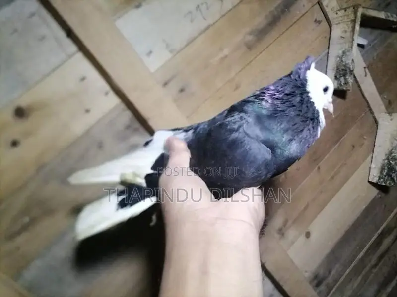 pigeons