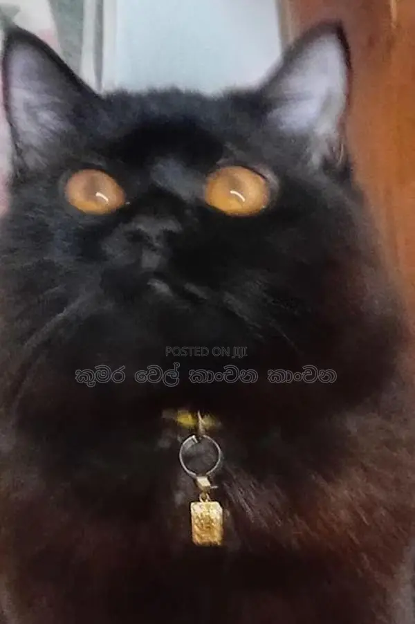 පසියන් පුසාන්