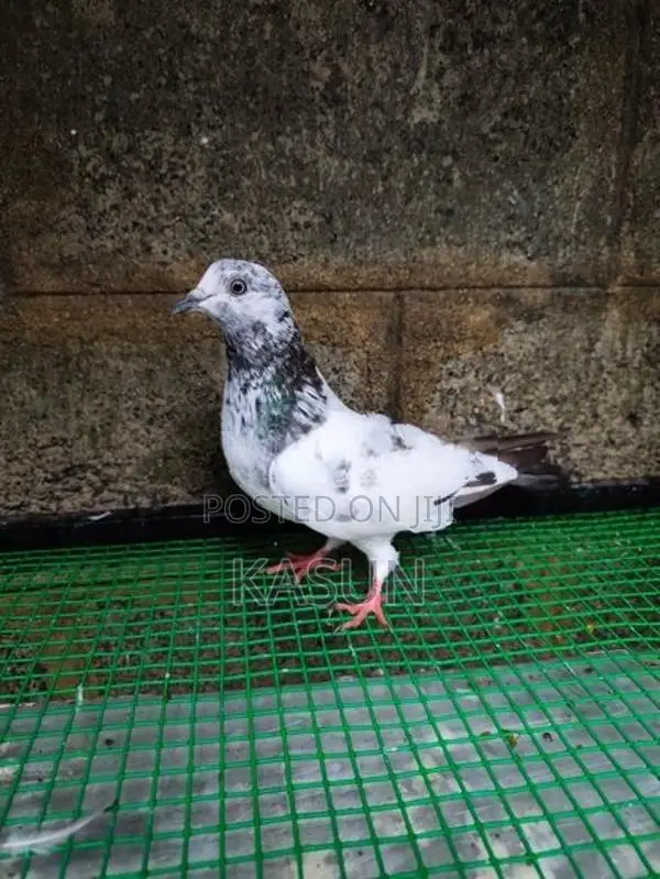 Pigeons