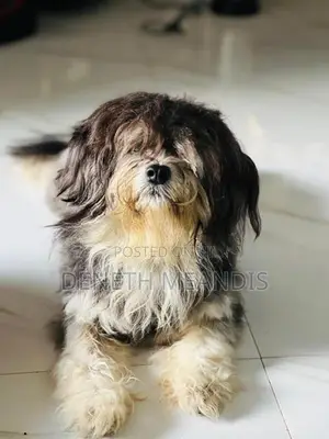 Shih tzu