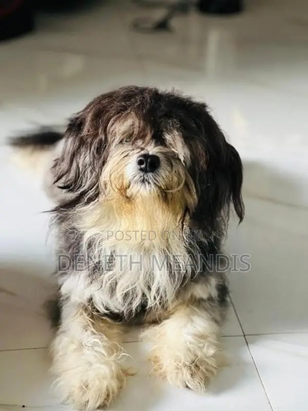 Shih tzu