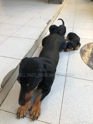 Dachshund puppies for sale