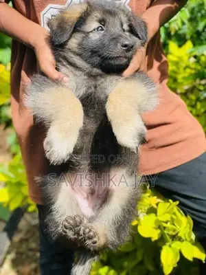 German shepherd long coat puppies