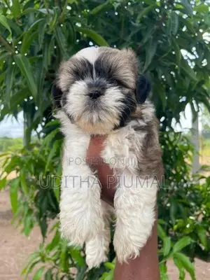 Shih Tzu Puppies