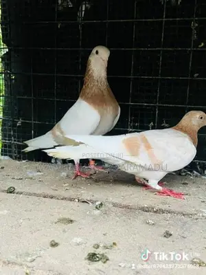 pigeons
