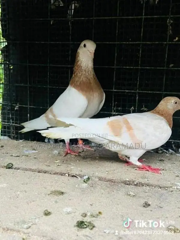 pigeons