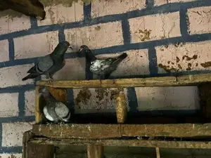 Pigeons