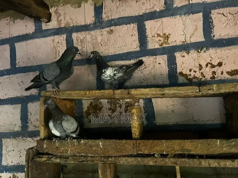 Pigeons