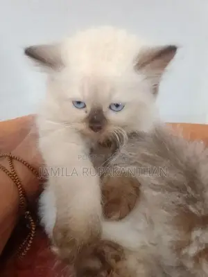 Himalayan persian