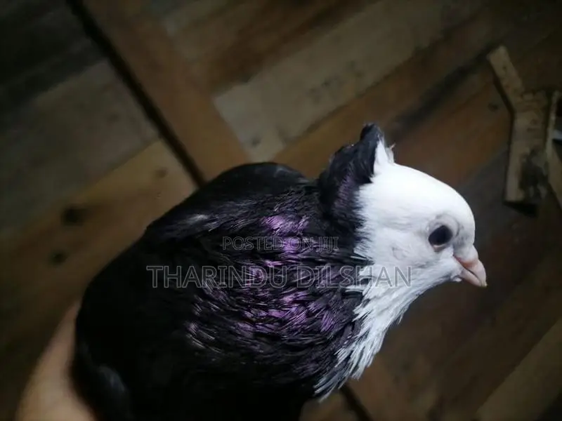 pigeons