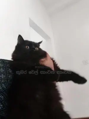 පසියන් පුසාන්