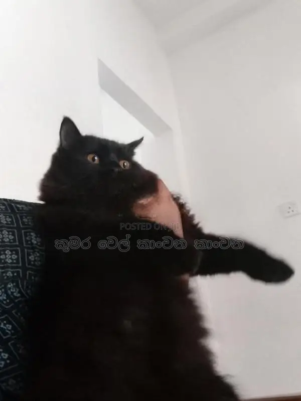 පසියන් පුසාන්