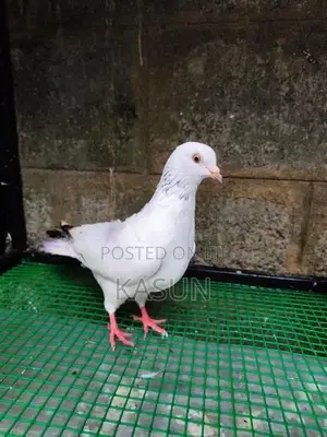 Pigeons