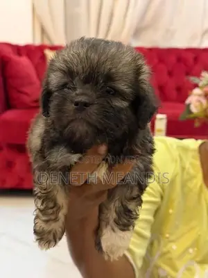 Shih tzu