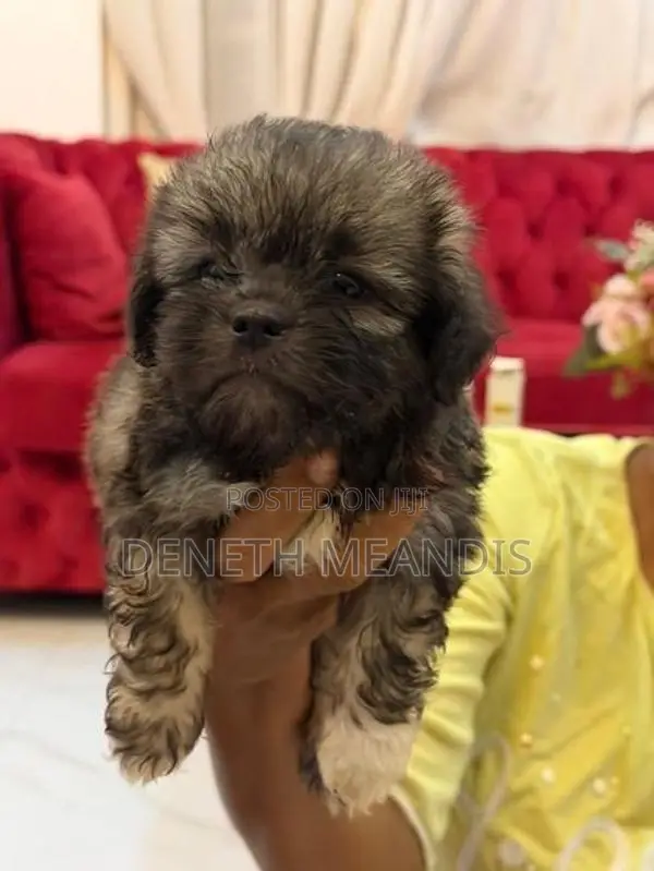 Shih tzu
