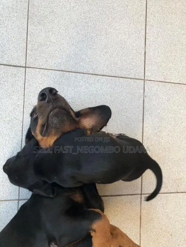Dachshund puppies for sale