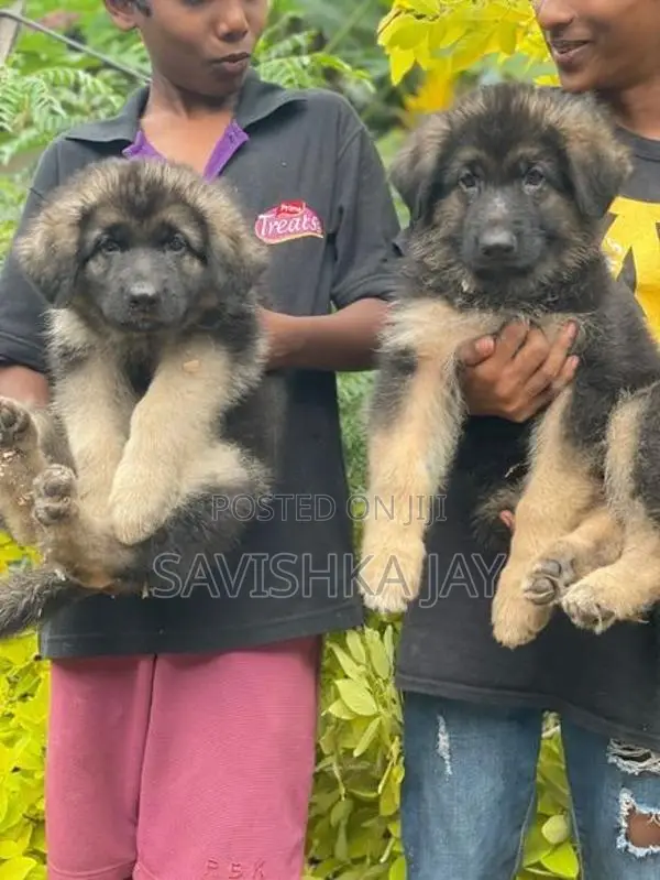 German shepherd long coat puppies