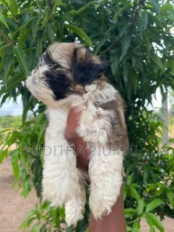 Shih Tzu Puppies