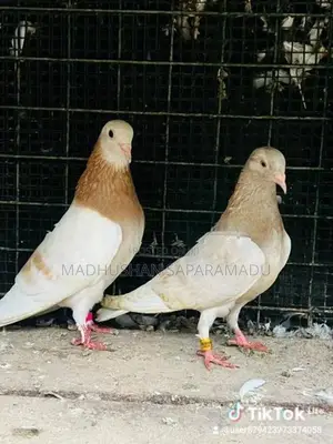 pigeons