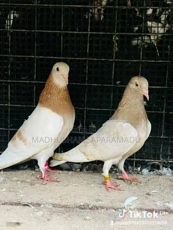 pigeons