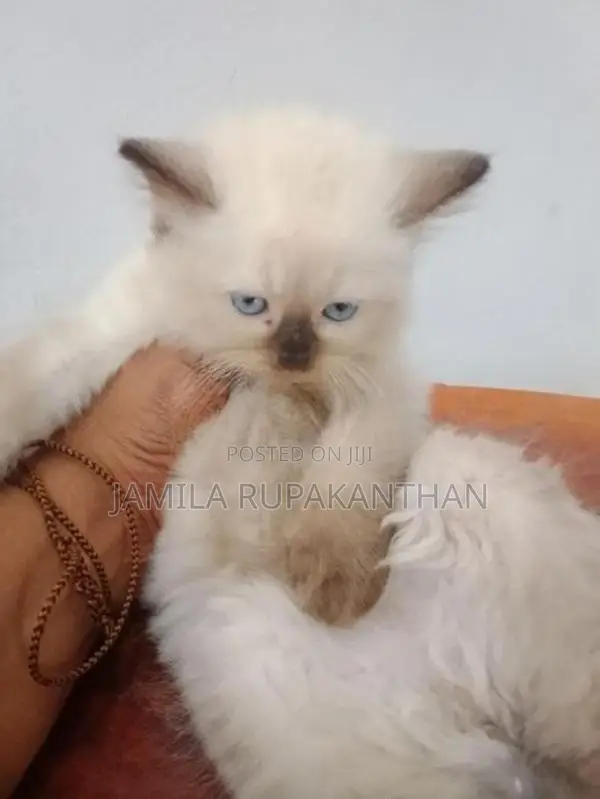 Himalayan persian