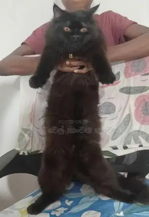 පසියන් පුසාන්