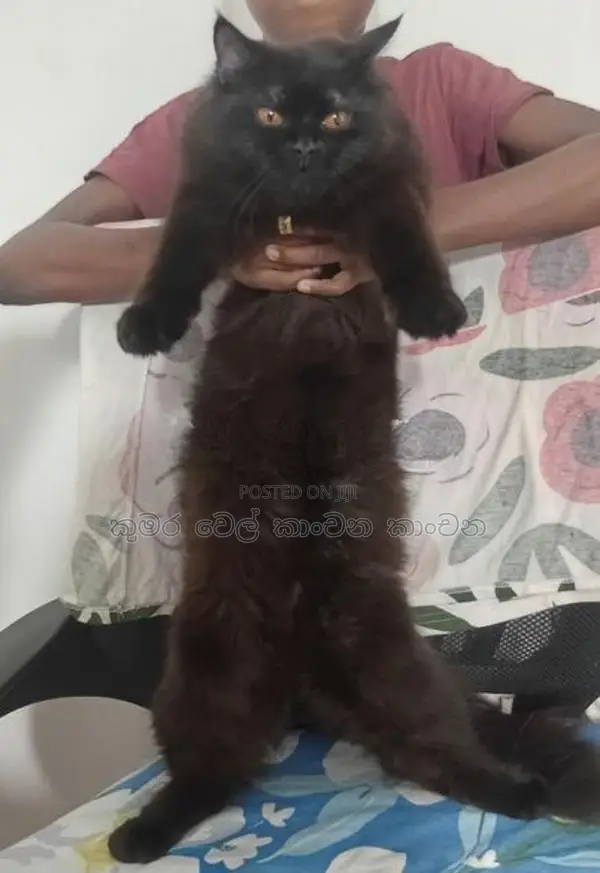 පසියන් පුසාන්