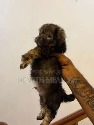 Shih tzu
