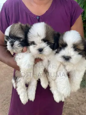 Shih Tzu Puppies