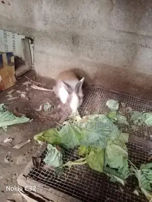 baby rabbit