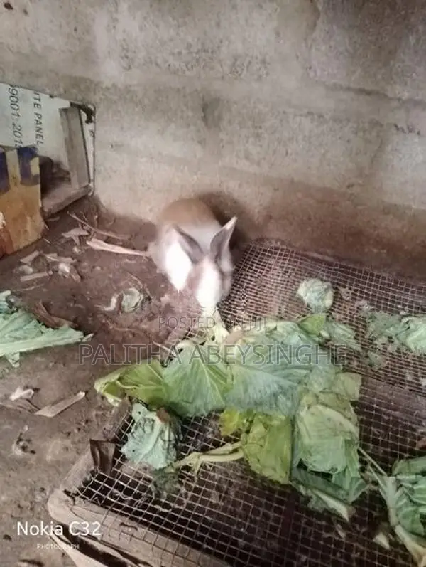 baby rabbit