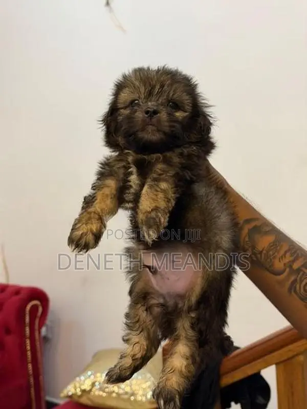 Shih tzu