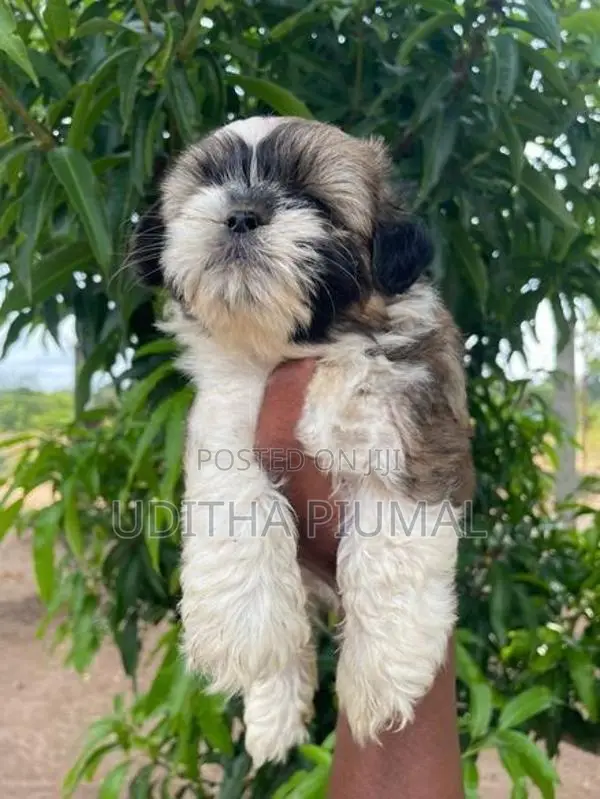 Shih Tzu Puppies