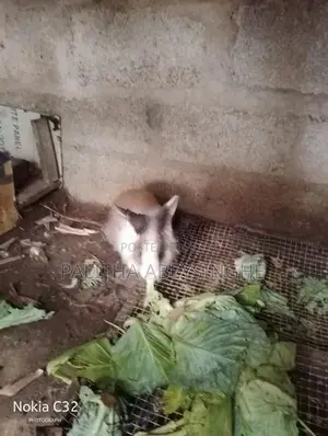 baby rabbit