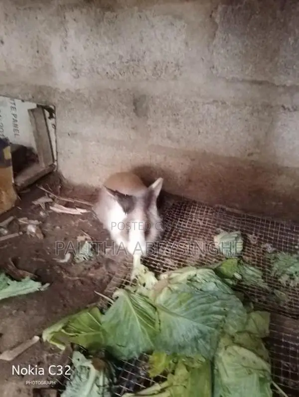 baby rabbit
