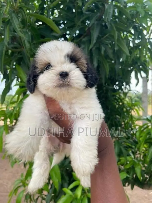 Shih Tzu Puppies
