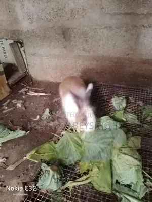 baby rabbit