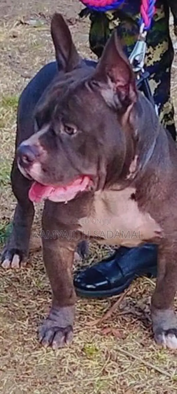 American Bully Dog