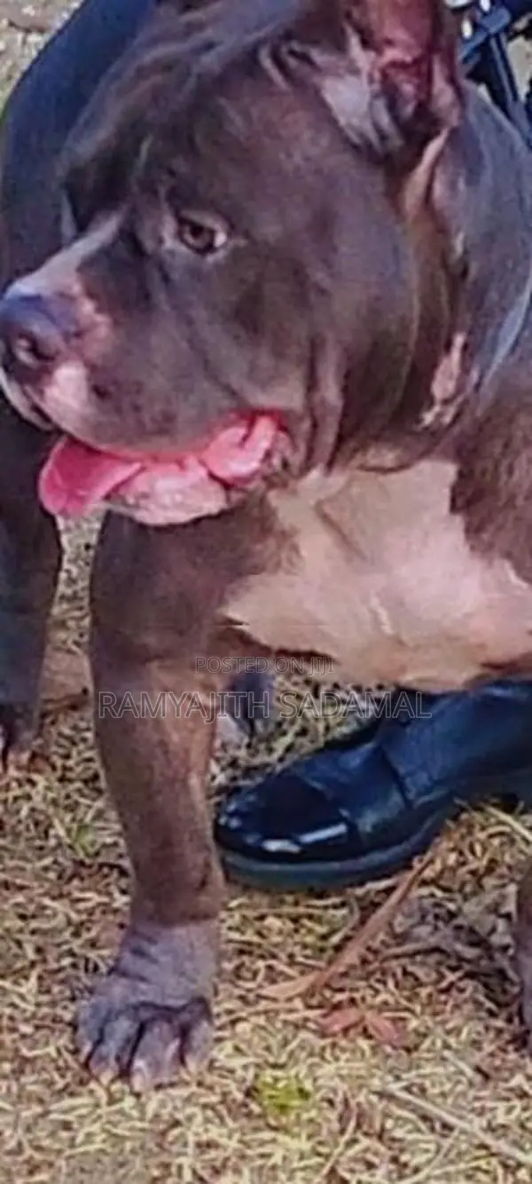 American Bully Dog